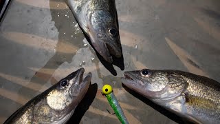 St ClairLake Huron Walleye Jigging [upl. by Farr]