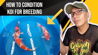 How to condition koi for breeding for Female Koi Fish to develop plelnty of eggs [upl. by Gladi]