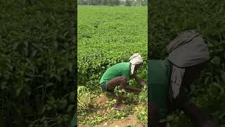 Menthol mint Mentha arvensis Aromatic Crop Harvesting in India 27 May 2024  Indian Agriculture [upl. by Lough]