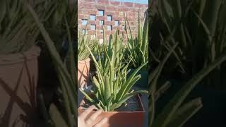 Aloe Vera matured plant for sale in LAHORE [upl. by Bashemath]