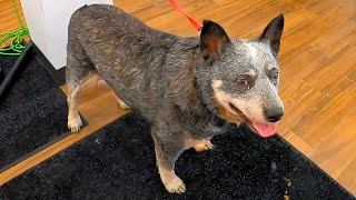 SEVERELY Overweight Cattle Dog Groom [upl. by Prent]