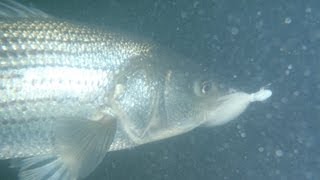 Bucktail Fishing for Striped Bass  Bay Bucktailing [upl. by Necyrb]