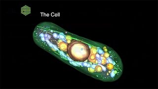 Cell Biology and Biophysics at EMBL [upl. by Barrington148]