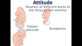 Fetal parameters  lie  presentation  presenting part  attitude  denominator  position [upl. by Hesky]