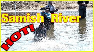 SAMISH RIVER Washington  Best Fishing Of The Year [upl. by Inez424]