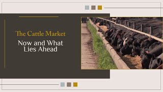 The Cattle Market Now and What Lies Ahead [upl. by Xxam]