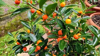 Hongkong Kumquat Fortunella hindsii  tasting tiny wild Kumquat Ancestor [upl. by Adnirim408]