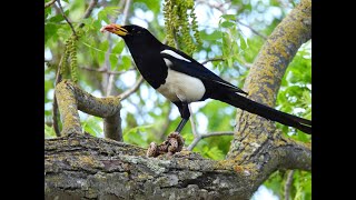 YELLOW BILLED MAGPIE snacking on a snake  Part 3 [upl. by Eseuqram]