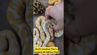 Candino Pied clutch ballpython reptiles [upl. by Arded]