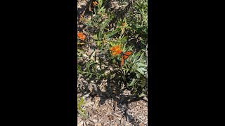 Monarchs and milkweeds [upl. by Bren]