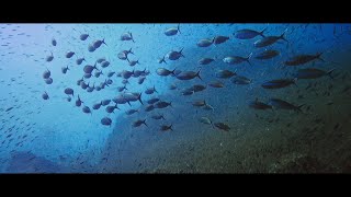 DIVING Similan Islands Liveaboard  Thailand [upl. by Ariad]