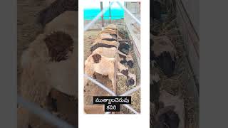 పొట్టేళ్లు అమ్మబడును sambaagrofarms sheepfarmingintelugu kadiri [upl. by Kevon]