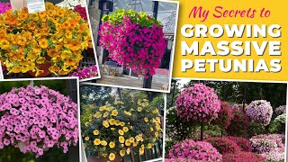 My Secrets to Growing Massive Petunias [upl. by Mikkel480]