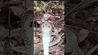 ANGRY SPITTING COBRA STANDOFF shorts cobra snake [upl. by Clarissa742]