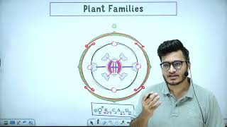 L7 Plant Families Fabaceae Solanaceae amp Liliaceae  Morphology in Flowering Plants 11th Class [upl. by Vidovik]