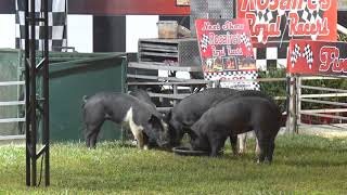 Hebron Harvest Fair Pig Race 2019 [upl. by Elo]