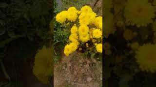 Yellow Chrysanthemum Part2 JoTumMereHo Chrysanthemum shorts PurpleBloomspring Youtubeshorts [upl. by Alex885]