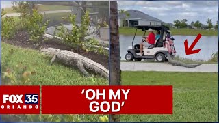 Big Florida alligator chases after unsuspecting golfers in a golf cart [upl. by Maxama622]