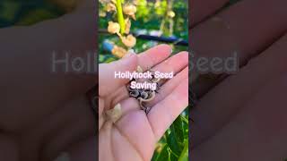 Seed Saving Series Hollyhocks seedsaving hollyhock [upl. by Pollard977]