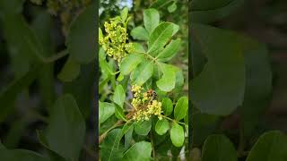 Bees working Brazilian PepperTrees Schinus terebinthifolia [upl. by Hayott719]