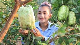 Pick seedless guava at grandmother backyard  Seedless guava recipe  Cooking with Srey Neang [upl. by Aiden]