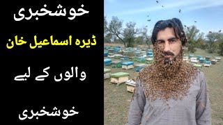 Honey Bee Farming at Home  Honey Bee Farming in Dera Ismail Khan  beeshoneybeefarming bees [upl. by Anirdna]