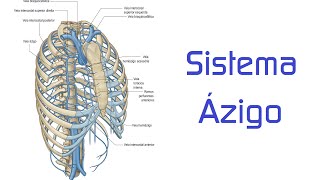 Sistema Ázigo [upl. by Lebaron]