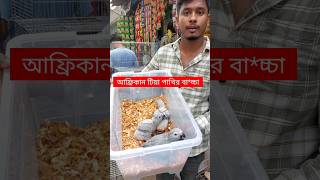 আফ্রিকান টিয়া পাখির বাচ্চা মিরপুর হাটে  Pakhi  Tiya Pakhi  Mirpur 1 Pakhir Hat  Parrots shorts [upl. by Elrahc983]