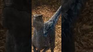 Velociraptor Blue edit💙 hope u enjoy❤️ Jurassic world [upl. by Naffets428]