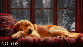 Sleep music for dogs 🐶🎵Music that reduces separation anxiety in dogs living alone 🐾💖 2 [upl. by Cnut]