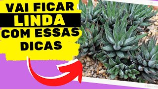 Aprenda como cuidar de HAWORTHIA FASCIATA com 6 DICAS INCRÍVEIS [upl. by Ayokal]