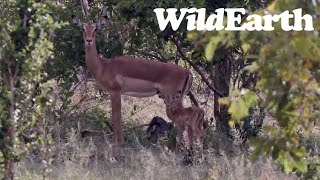 WildEarth  Sunset Safari  28 November 2023 [upl. by Areivax]