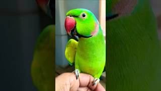 My Talking Parrot Indian ringne🦜parrots macawsworld birds parrotparrot shorts volg video pet [upl. by Lectra453]