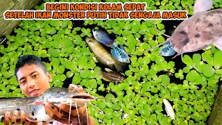 kuras kolam terbengkalai Begini kondisi kerajaan ikan sepat setelah lele besar masuk kolam [upl. by Zampino]