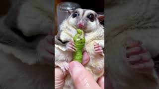 Eating fat caterpillars will make greedy people drool funny funnypets ASMR shorts [upl. by Ivette]