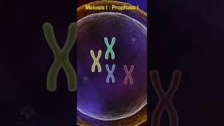 Prophase 1 meiosis  meiosis cell division shorts shortsvideo [upl. by Garald]