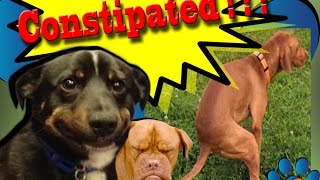 My Dog is Constipated Symptom Signs and Treatment [upl. by Atiruam]