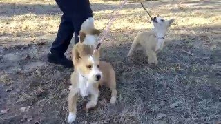 The 3 Wire Portuguese Podengo Pequeno Boys [upl. by Jock]