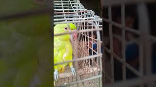 Mithu Mithu Tota The Most Eccentric Parrot Ever [upl. by Ettelloc]