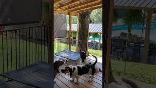 Bassets Hounds Saturday Morning Choir Practice [upl. by Aryan]