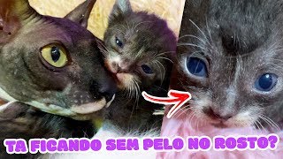 OS FILHOTES DA MINHA SPHYNX ABRIRAM OS OLHOS  DIÁRIO DOS GATINHOS [upl. by Amsden728]