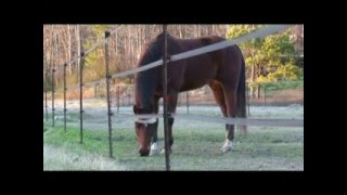 Horse riding boarding lessons at GrayStone Stables Georgia [upl. by Faria]