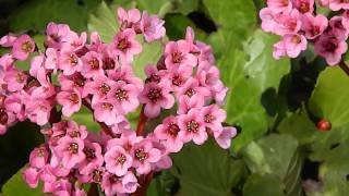 Bergenia cordifolia Purpurea [upl. by Ahilam]