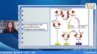 L’immunité spécifique acquise à médiation humorale Partie 2 [upl. by Pestana]