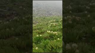 Brahma kamal flower bloom in Uttrakhand brahmakamalplant National Flower of Uttarakhand flower [upl. by Llerrod468]