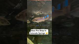 Tour Of Bass Pro Shop In Colorado Springs shorts bassproshop coloradosprings placestovisit [upl. by Stimson]