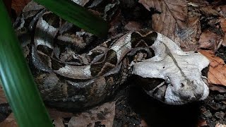 Why is the Gaboon viper considered one of the most dangerous snakes in Africa [upl. by Pirzada]