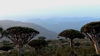 YEMEN Socotra Part I Dragon Blood Tree [upl. by Olinde]