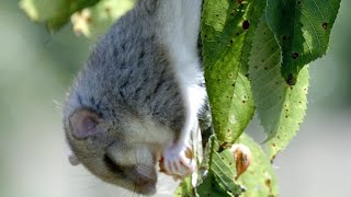 This Dormouse is Too Busy Eating to Watch for Predators [upl. by Antonio]