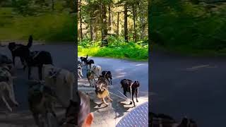 Alaska dog sledding Juneau Alaska dogsledding juneaualaska carnivalcruise [upl. by Slin804]